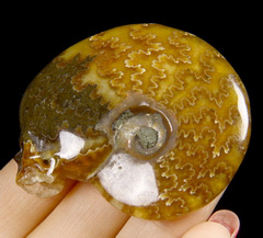 2.0" Ammonite Fossil Carved Crystal Skull
