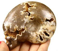 3.2" Chamber Ammonite Fossil Carved Crystal Skull