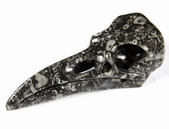 Huge 4.6" Crinoid Fossil Carved Crystal Raven Skull