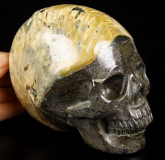 Huge 5.0" Ammonite Fossil Carved Crystal Skull