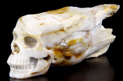 Huge 6.8" Petrified Wood Branch Carved Crystal Skull