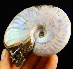 3.2" Chamber Ammonite Fossil Carved Crystal Skull