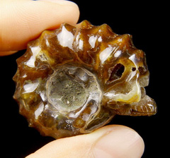 1.4" Ammonite Fossil Carved Crystal Skull