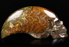 Huge 9.1" Ammonite Fossil Carved Crystal Skull Sculpture