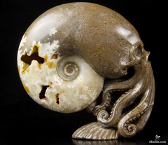 Huge 4.8" Chamber Ammonite Fossil Carved Crystal Skull & Octopus Sculpture