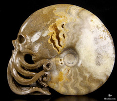 Huge 5.5" Chamber Ammonite Fossil Carved Crystal Skull & Octopus Sculpture