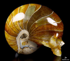 Stunning 2.3" Ammonite Fossil Carved Crystal Skull, Realistic