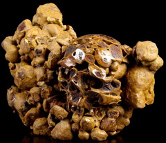 4.7" Turtle Dung Fossil Carved Crystal Skull, Realistic