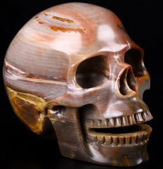 Huge 5.2" Petrified Wood Carved Crystal Singing Skull, Crystal Healing