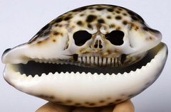 4.0" Bull's-mouth Helmet Carved Crystal Skull, Crystal Healing