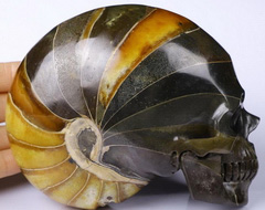 4.8" Ammonite Fossil Carved Crystal Skull, Crystal Healing
