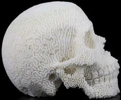 Huge 5.0" White Coral Carved Crystal Skull, Realistic, Crystal Healing