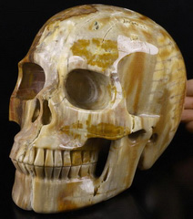 Lifesized 7.0" Petrified Wood Carved Crystal Skull, Realistic, Crystal Healing