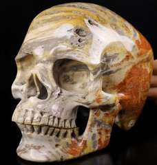 Lifesized 6.2" Petrified Wood Carved Crystal Skull,Super Realistic, Crystal Healing