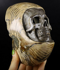 6.0" Ammonite Fossil Carved Crystal Skull Sculpture, Crystal Healing