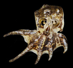 4.2" Smooth Spider Conch Carved Crystal Skull, Crystal Healing