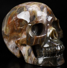 Colorful 4.5" Petrified Wood Carved Crystal Skull, Realistic, Crystal Healing
