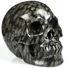 Huge 5.0" Gray Coral Fossil Carved Crystal Skull, Realistic, Crystal Healing
