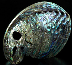 3.6" Abalone Shell Carved Crystal Skull, Crystal Healing