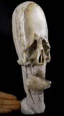 Huge 10.2" Petrified Wood Carved Crystal Skull Sculpture, Crystal Healing