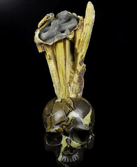 9.2" Dragon Septarian Stone Carved Crystal Skull and Snake, Crystal Healing