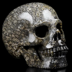 Gemstone Dinosaur Sauropoda Bone Fossil Carved Crystal Skull, Realistic, Crystal Healing