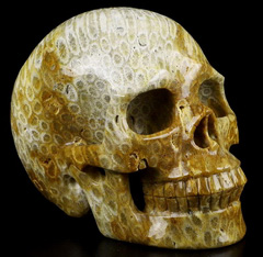 5.0" Coral Fossil Carved Crystal Skull, Realistic, Crystal Healing