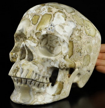 6.9" Coral Fossil Carved Crystal Skull,Super Realistic, Crystal Healing