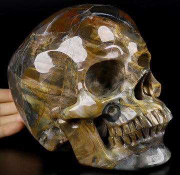 6.9" Petrified Wood Carved Crystal Skull,Super Realistic, Crystal Healing