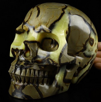 6.9" Dragon Septarian Stone Carved Crystal Skull,Realistic, Crystal Healing