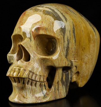 5.1" Petrified Wood Carved Crystal Skull, Realistic