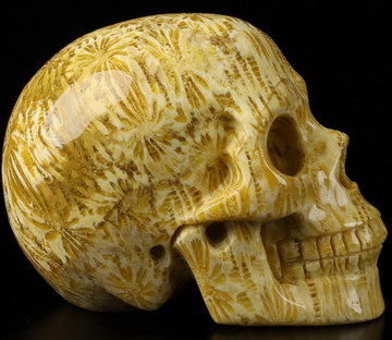 2.0" Coral Fossil Carved Crystal Skull,Realistic, Crystal Healing