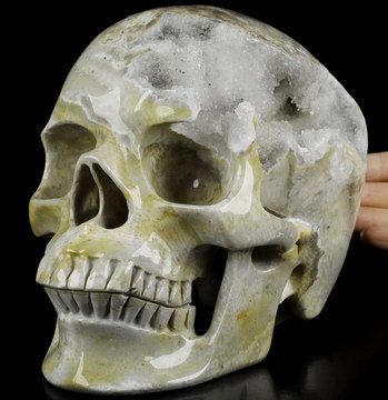 Lifesized 6.9" Coral Fossil Carved Crystal Skull Geode,Super Realistic, Crystal Healing