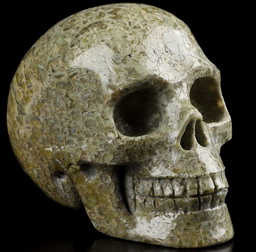 GEMSTONE 2.0" Dinosaur Sauropoda Bone Fossil Carved Crystal Skull,Realistic, Crystal Healing