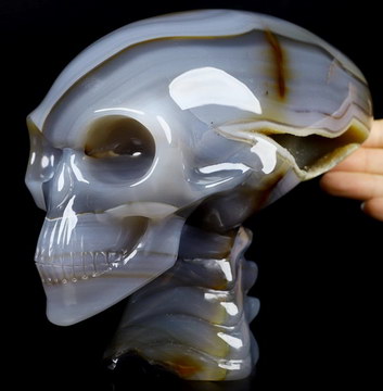 6.7" Premium Brazilian Agate Carved Crystal Elongated Mayan Alien Skull & Spine, Crystal Healing