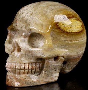 2.0" Petrified Wood Carved Crystal Skull,Realistic, Crystal Healing
