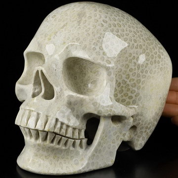 Lifesized 6.4" Coral Fossil Carved Crystal Skull,Super Realistic, Crystal Healing