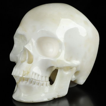 4.1" Tridacna Gigas Hand Carved Crystal Skull, Super Realistic, Crystal Healing
