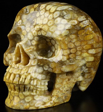 5.1" Coral Fossil Hand Carved Crystal Skull, Super Realistic, Crystal Healing