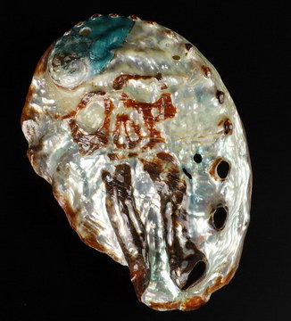 2.5" Shell Hand Carved Crystal Skull Fine Art Sculpture, Crystal Healing