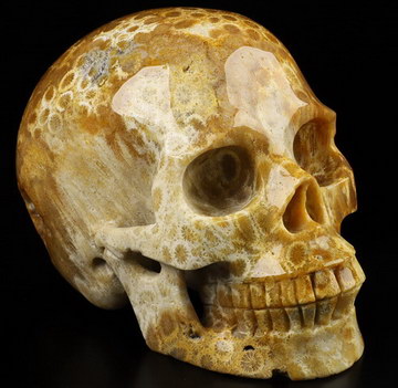 3.9" Coral Fossil Hand Carved Crystal Skull, Realistic, Crystal Healing