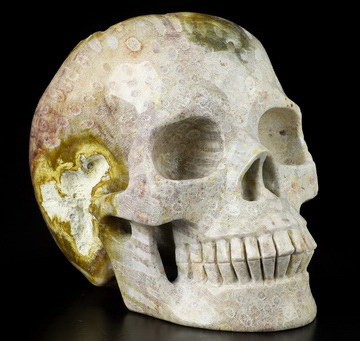 5.0" Coral Fossil Hand Carved Crystal Skull, Realistic, Crystal Healing