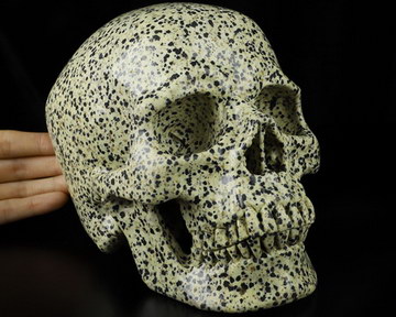 HUGE 7.4" Dalmatian Jasper Carved Crystal Skull, Super Realistic
