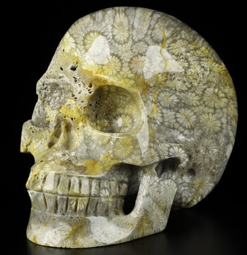 3.9" Coral Fossil Hand Carved Crystal Skull, Realistic, Crystal Healing