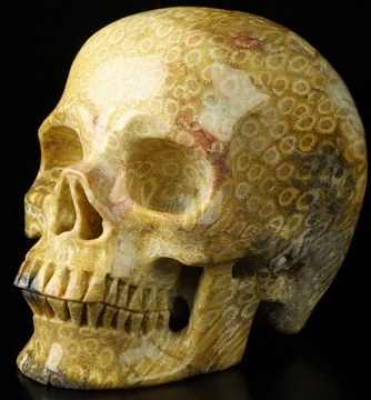 4.3" Coral Fossil Hand Carved Crystal Skull, Super Realistic, Crystal Healing