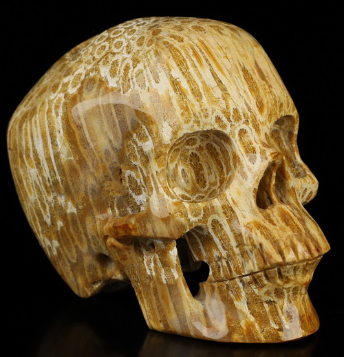 4.5" Coral Fossil Hand Carved Crystal Skull, Super Realistic, Crystal Healing
