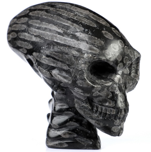 5.0" Gray Coral Fossil Hand Carved Crystal Elongated Mayan Alien Skull with Spine Sculpture, Crystal Healing