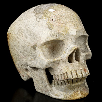 Super Realistic! Lifesized 6.3" Coral Fossil Hand Carved Crystal Skull, Crystal Healing