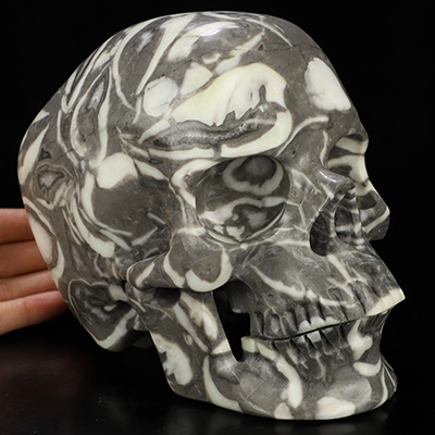 Super Realistic! Lifesized 7.0" Sea Shell Marble Hand Carved Crystal Skull, Crystal Healing