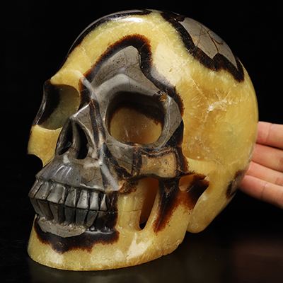 Lifesized 6.7" Dragon Septarian Stone Hand Carved Crystal Skull, Realistic, Crystal Healing